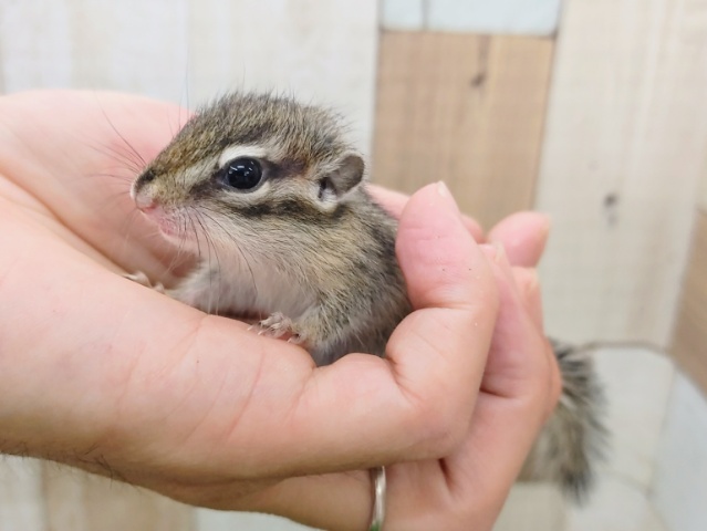 シマリス（ノーマル）