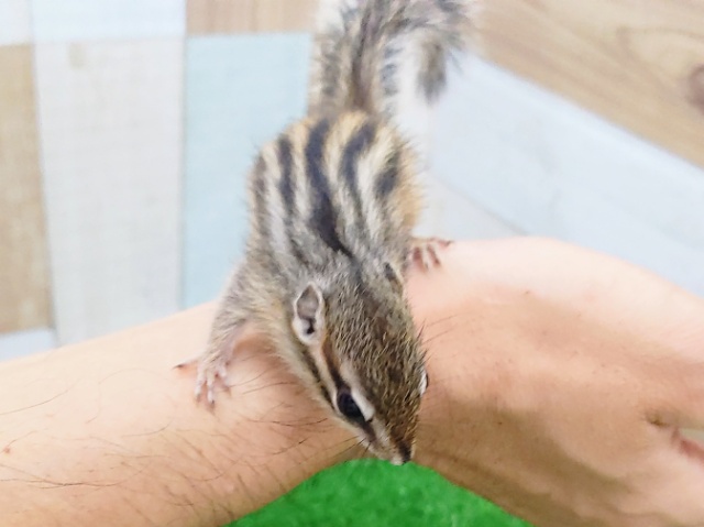 シマリス（ノーマル）