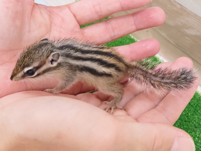 シマリス（ノーマル）