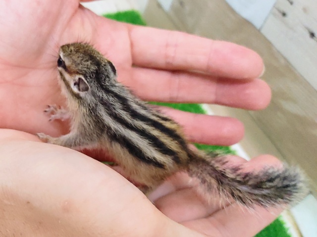 シマリス（ノーマル）