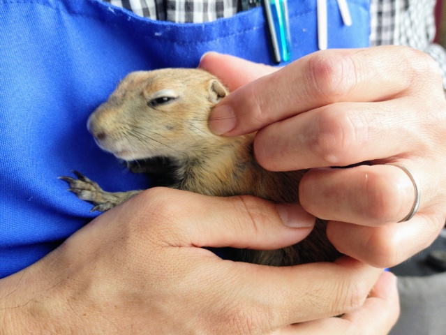 プレーリードッグ