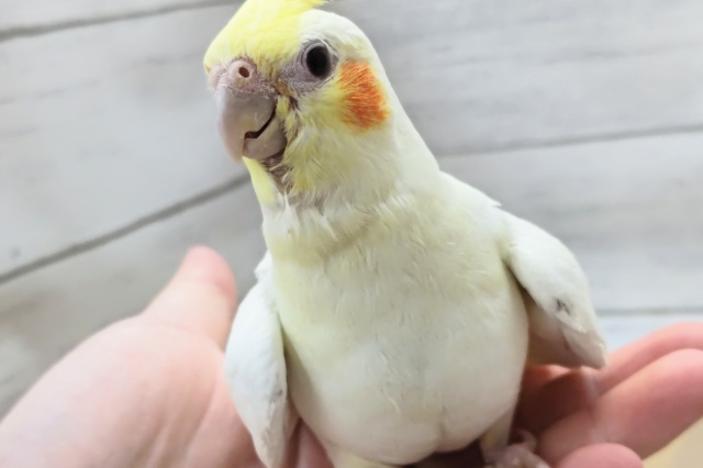 オカメインコ