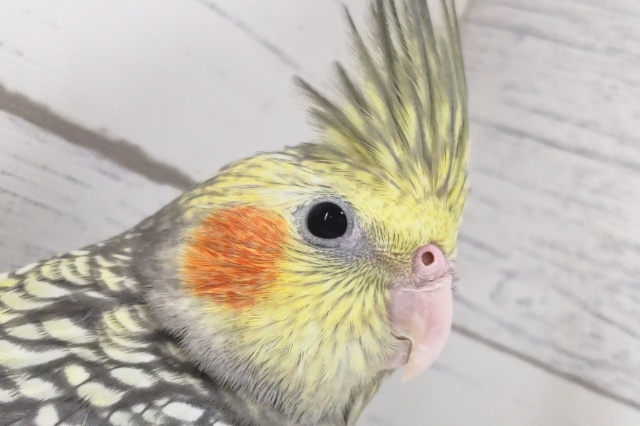オカメインコ