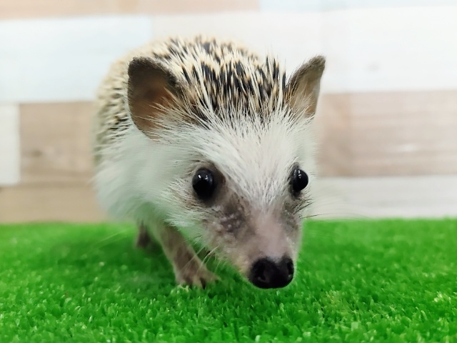 ハリネズミ（ヨツユビハリネズミ）