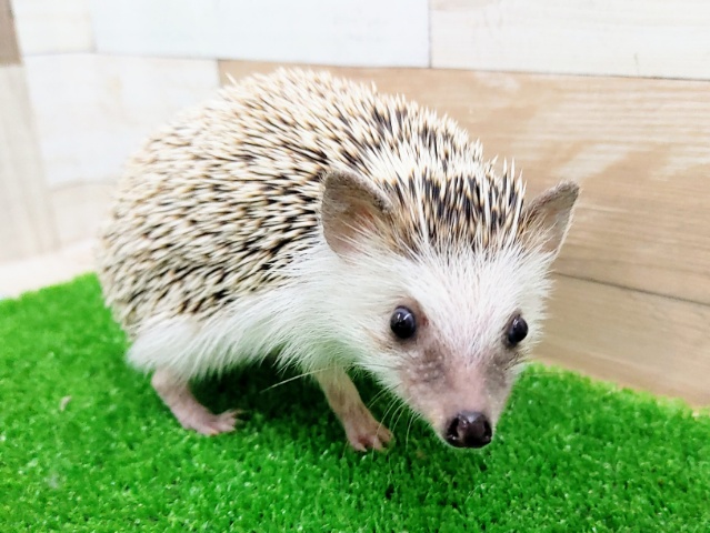 ハリネズミ（ヨツユビハリネズミ）