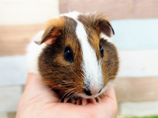 イングリッシュモルモット