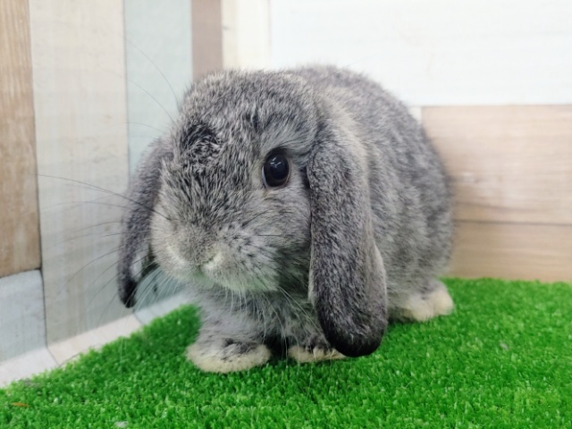 ロップイヤーラビット