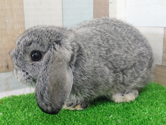 ロップイヤーラビット