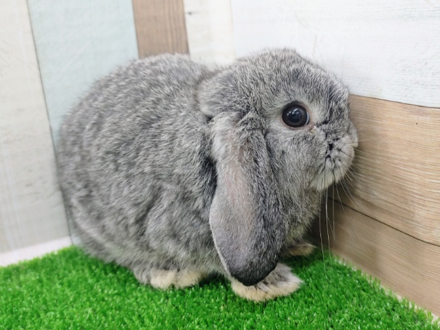 ロップイヤーラビット