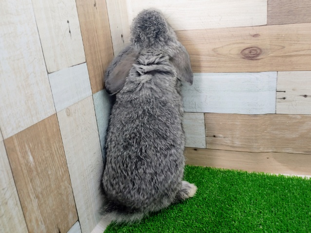 ロップイヤーラビット