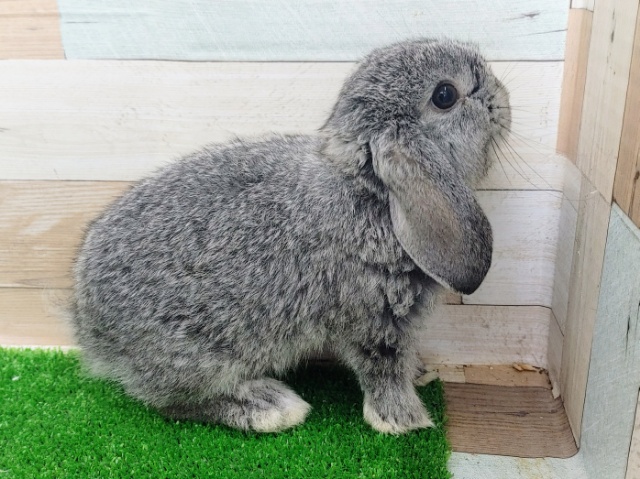 ロップイヤーラビット