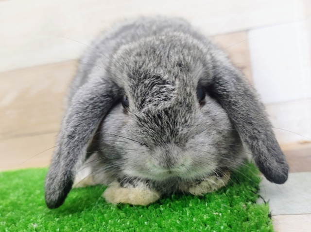 ロップイヤーラビット