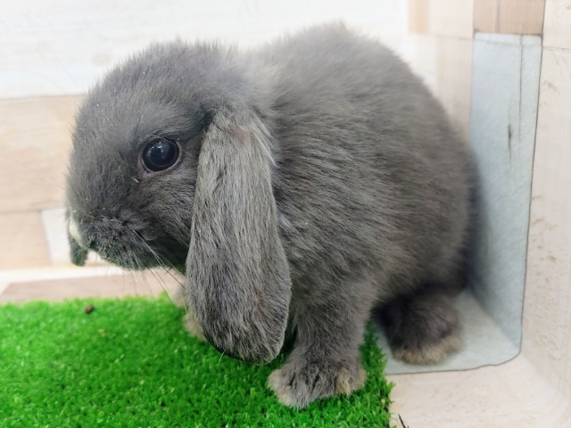 ロップイヤーラビット