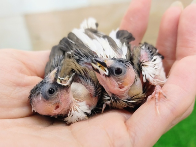 十姉妹（ジュウシマツ）