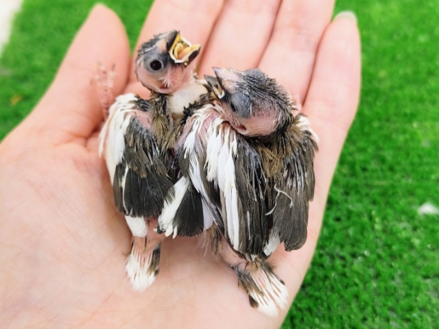 十姉妹（ジュウシマツ）