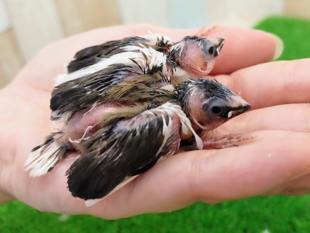 十姉妹（ジュウシマツ）