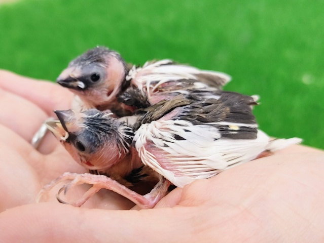 十姉妹（ジュウシマツ）