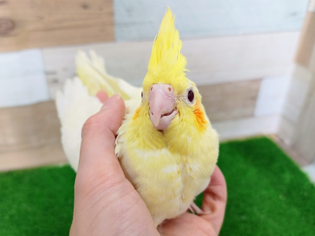 人気カラー❤オカメインコ(ルチノー)のヒナ入荷しました❤ オカメインコ