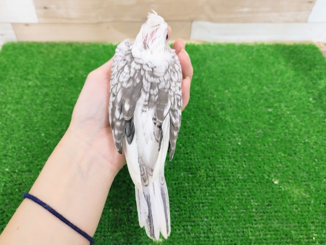 安定の人気ぶり❤オカメインコ(ホワイトフェイスパールパイド)のヒナ入荷しました❤ オカメインコ