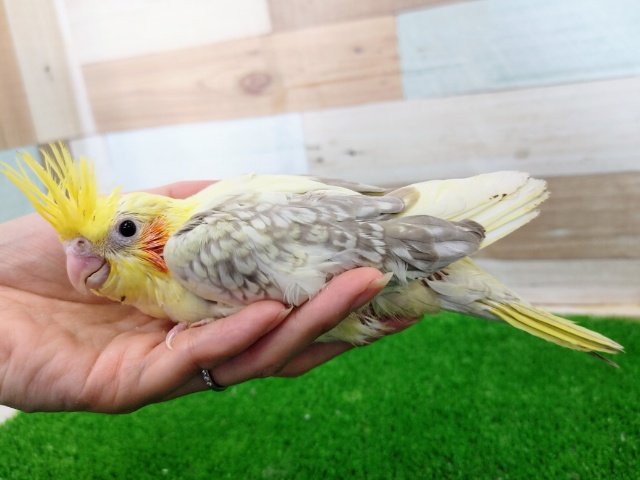 オカメインコ