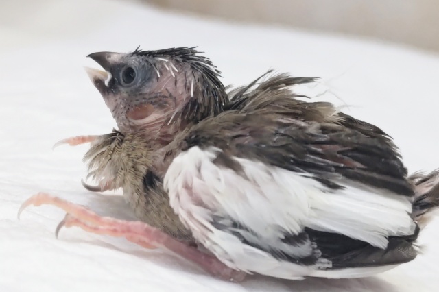 十姉妹（ジュウシマツ）