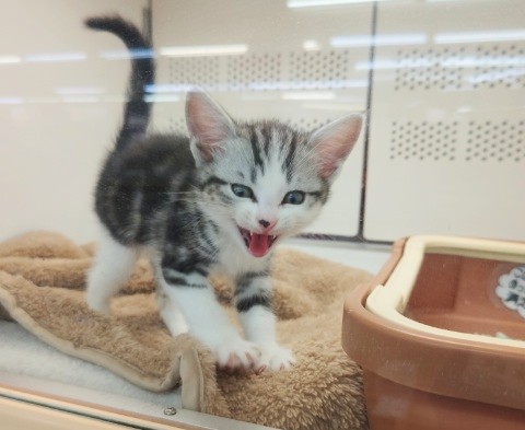 スコティッシュフォールド