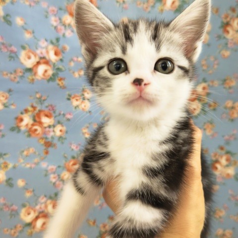 スコティッシュフォールド