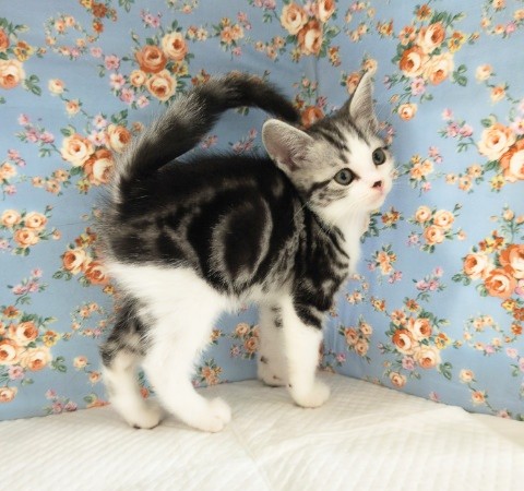 スコティッシュフォールド