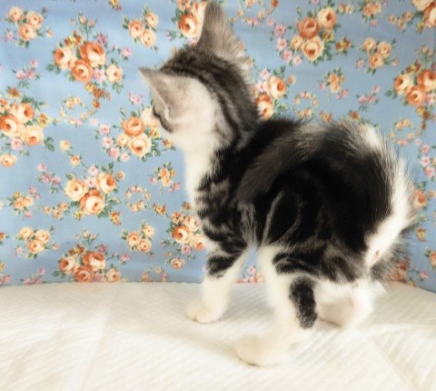 スコティッシュフォールド