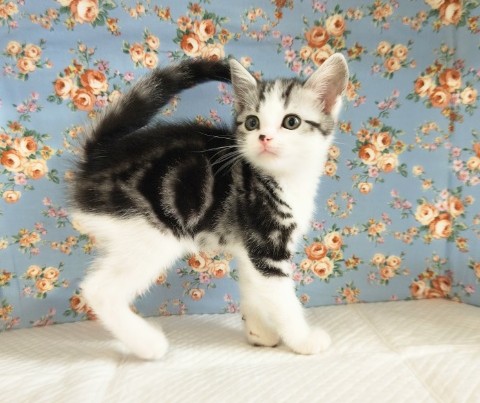 スコティッシュフォールド