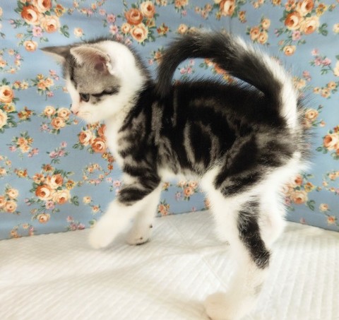 スコティッシュフォールド