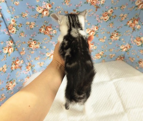 スコティッシュフォールド