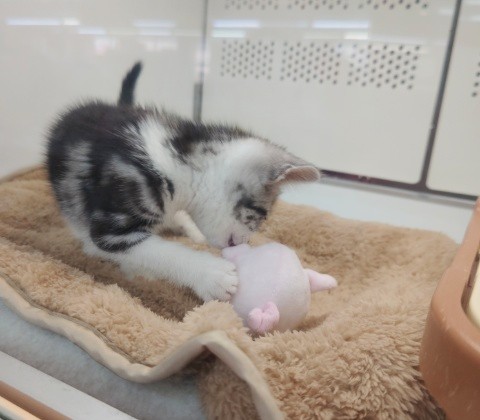 スコティッシュフォールド