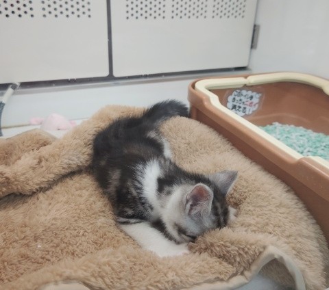 スコティッシュフォールド