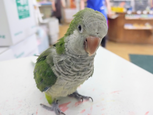 オキナインコ