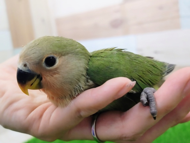 コザクラインコ（小桜インコ）