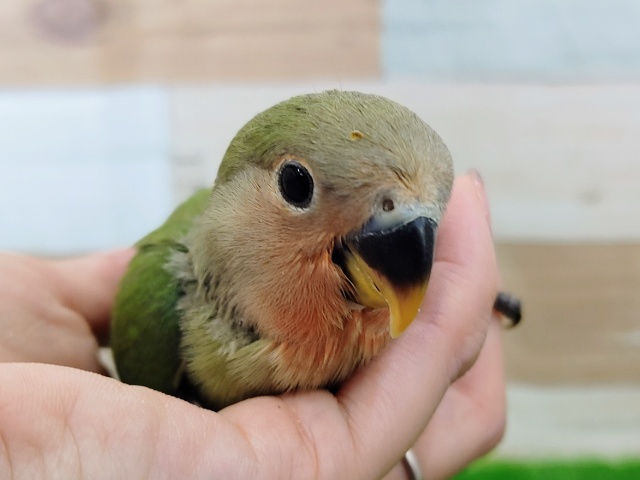 コザクラインコ（小桜インコ）