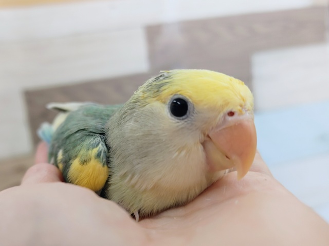 コザクラインコ（小桜インコ）