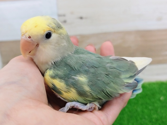 コザクラインコ（小桜インコ）