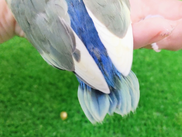 コザクラインコ（小桜インコ）