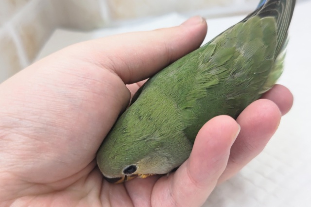 コザクラインコ（小桜インコ）