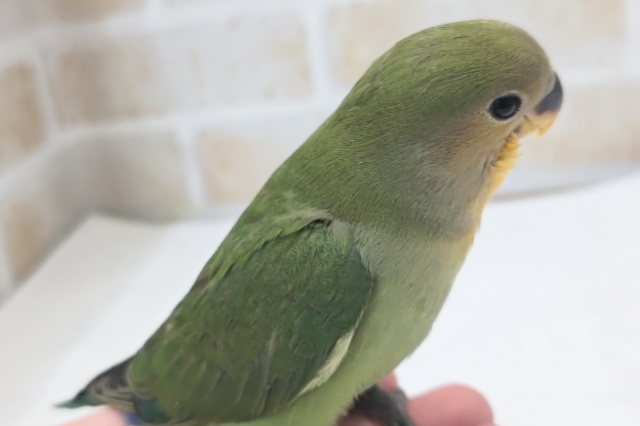 コザクラインコ（小桜インコ）