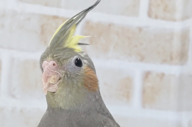 オカメインコ
