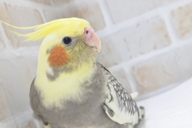 オカメインコ
