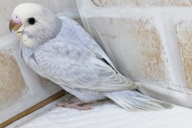 この美しさ、たまらない~✨ セキセイインコ(ブルースパングル) セキセイインコ