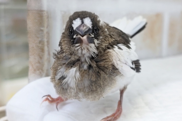 十姉妹（ジュウシマツ）