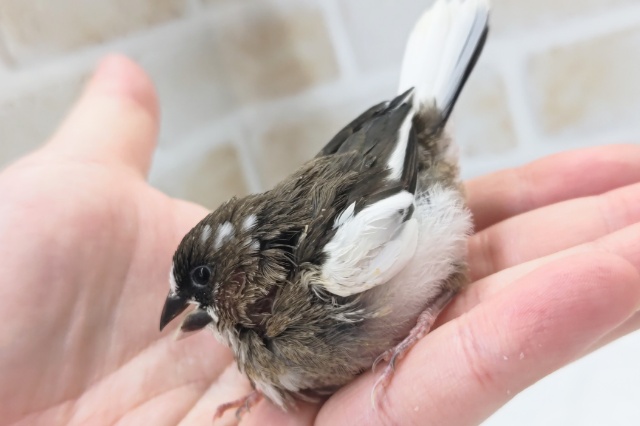 十姉妹（ジュウシマツ）