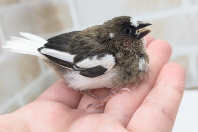 十姉妹（ジュウシマツ）