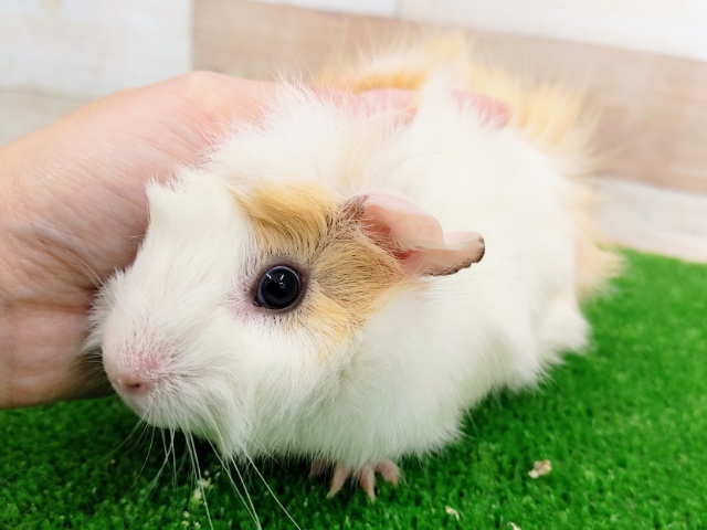 アビシニアンモルモット