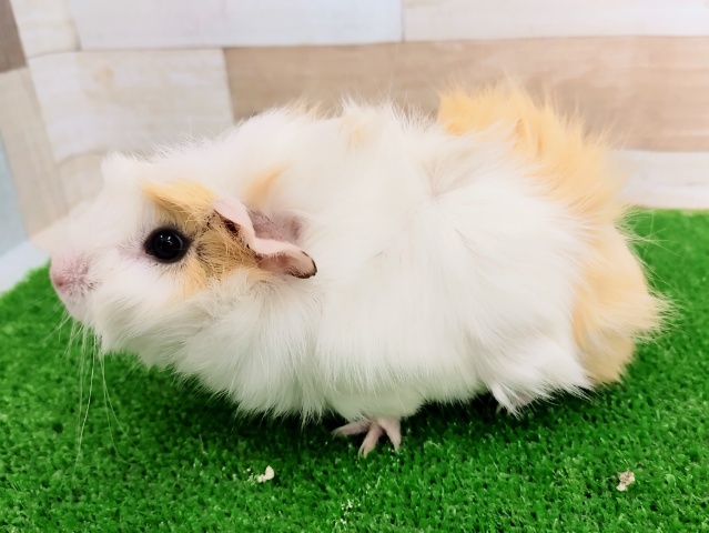 アビシニアンモルモット